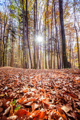 Forest landscape in autumn: Colorful leaves and positive atmosphere
