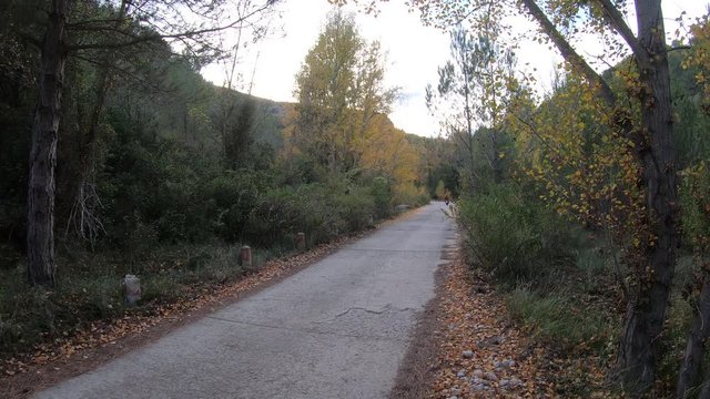 Motorbike in a rural road in third person with trees.(back)