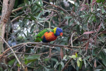 Tasmanien Blauwangenallfarblori
