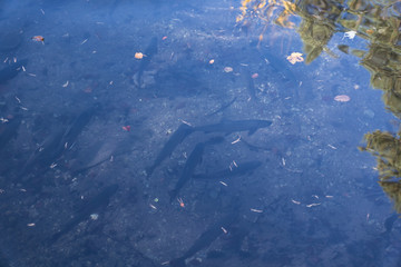 Fische im Wasser
