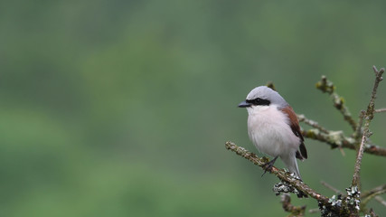 Der Neuntöter - ein kleiner Jäger in der Eifel