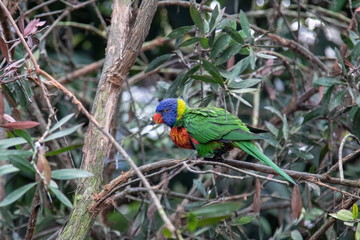 Tasmanien Blauwangenallfarblori