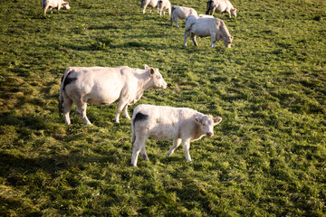 Heard of cows grazes in the meadow in Bawaria Germany