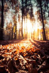 Forest landscape in autumn: Colorful leaves and positive atmosphere
