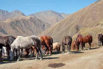 A team of horses taking a brake