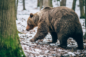 Portrait of a beautiful brown bear in the forest