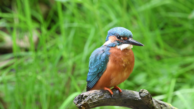 Eisvogel