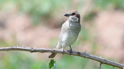 Der Neuntöter ist in der Eifel unterwegs