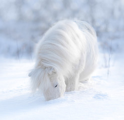 white cute shetland pony smelling the snow winter portrait