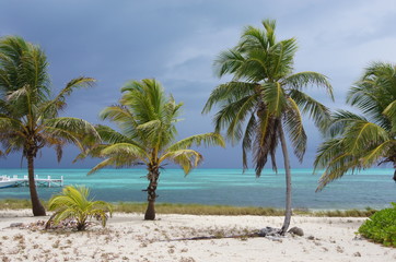 Sunny Caribbean beach with palm trees and stormy sky
