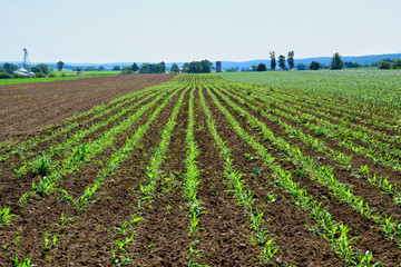 Aerial View of Rows of New Growth Crops in a Field on a Summer Day