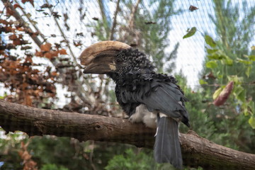 Silberwangenhornvogel