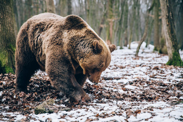 Obraz premium Portrait of a beautiful brown bear in the forest