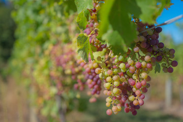 grapes on the vine