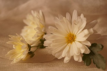 Background with flowers - beautiful white chrysanthemum