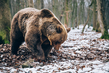 Portrait of a beautiful brown bear in the forest