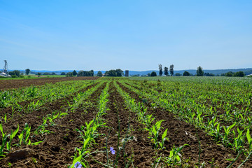 Aerial View of Rows of New Growth Crops in a Field on a Summer Day