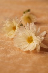 Fototapeta na wymiar Background with flowers - beautiful white chrysanthemum