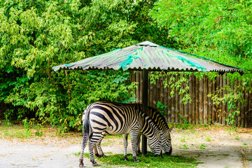 Fototapeta na wymiar Grant zebras (Equus quagga boehmi) eating grass