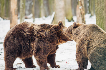 Brown bear fight in the forest