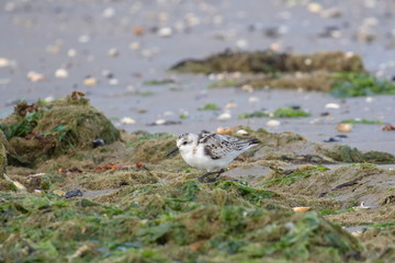 Sanderling