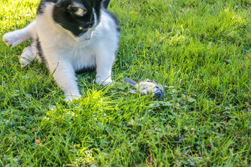 Katze mit totem Vogel