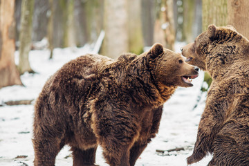 Obraz premium Brown bear fight in the forest