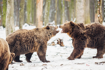 Brown bear fight in the forest