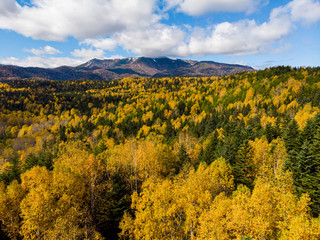 Fototapeta premium autumn landscape with trees and blue sky