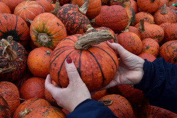 Red pumpkin in a green strip in the hands of a woman on a background of pumpkins