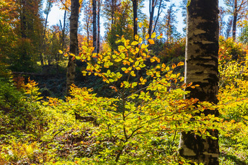 Autumn colors in a mountain forest