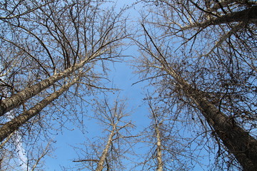 Looking Above Us, Gold Bar Park, Edmonton, Alberta