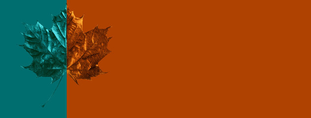 composition of maple leaf on colored background