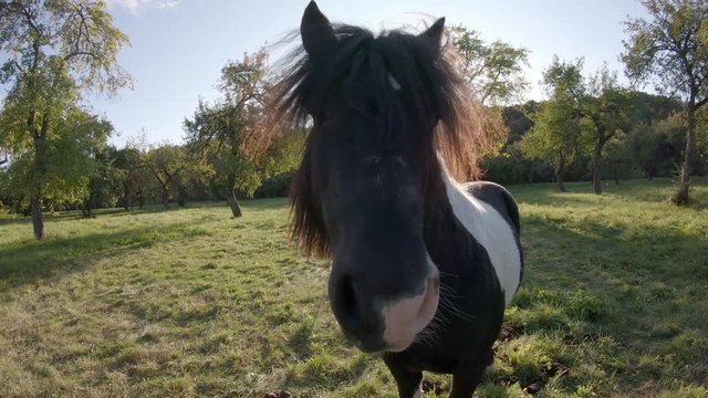 Curious pony sniffing the camera