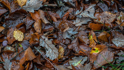 Feuilles mortes