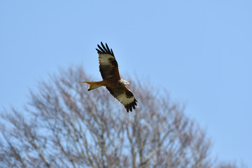 Red Kite  Ofordshire