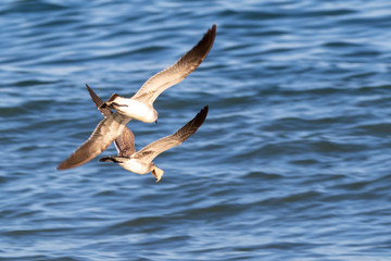 seagulls flying over the sea