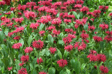 In the garden it blooms Monarda didyma