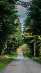 Obraz premium Route Forêt