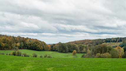 Obraz premium Prairie Forêt Automne