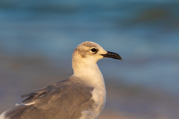 Seagull portrait at blue hour