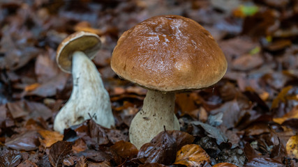 Champignon