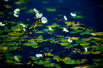 water flower in the pond