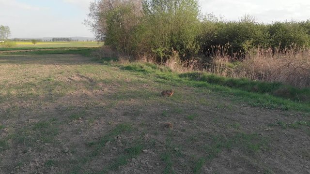 hare in the field