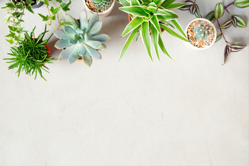 Small green houseplants on the light grey table