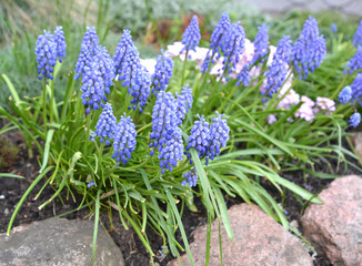 Flowering gimmick onions are bungled (Muscari botryoides (L.) in a frame of stones on an alpine...