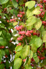Red paradise apples (Malus prunifolia (Willd.) Borkh.) hang on an apple