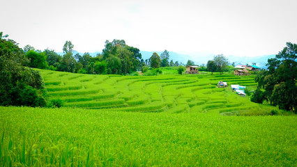Obraz premium green terraced rice fields 