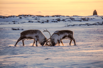 Renifery na Spitsbergenie © blackspeed