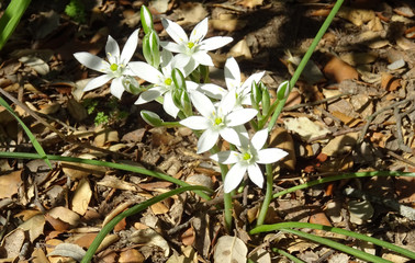 weiße Frühlingsblumen in der Sonne